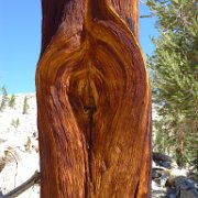 SouthernSierra 202 : SouthernSierra